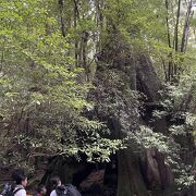 屋久杉自然館で事前にお勉強したので