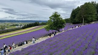 ラレベンダーの香りを楽しめる