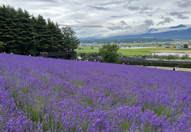 中富良野ラベンダーファーム