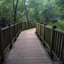 緑にあふれたルート