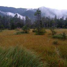 湿原の向こうに穂高連峰が見えます