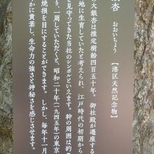 赤坂氷川神社のイチョウの解説板です。港区の天然記念物です。