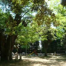 赤坂氷川神社のイチョウの木は、住民の憩いの場となっています。