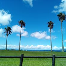 北条海水浴場の椰子の木