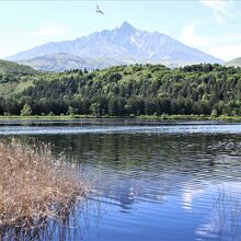 オタトマリ沼から見える利尻富士