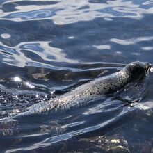 公園の主アザラシ