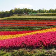 お花のカーペットのよう