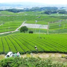 大茶園の眺望が素晴らしい