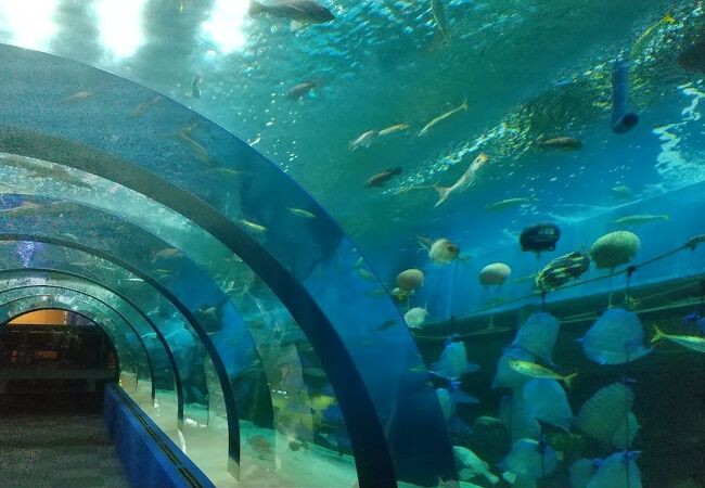 浅虫水族館 クチコミ アクセス 営業時間 浅虫温泉 フォートラベル