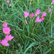 南海学園 台北植物園