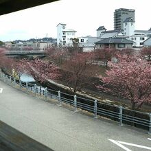 3月でちらほらと川沿いの桜が咲いてました