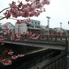 掛川城近くで川沿いの桜を見ながらのんびり散歩