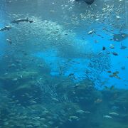 時間を忘れる水族館