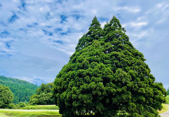 小杉の大杉