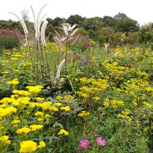女郎花の花が綺麗に咲いている