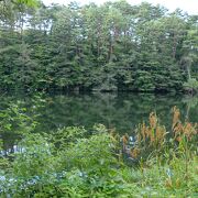 湖岸に広がる木々の風景も素晴らしい沼