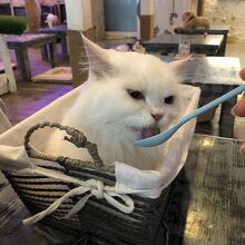 Caturday Cat Cafe