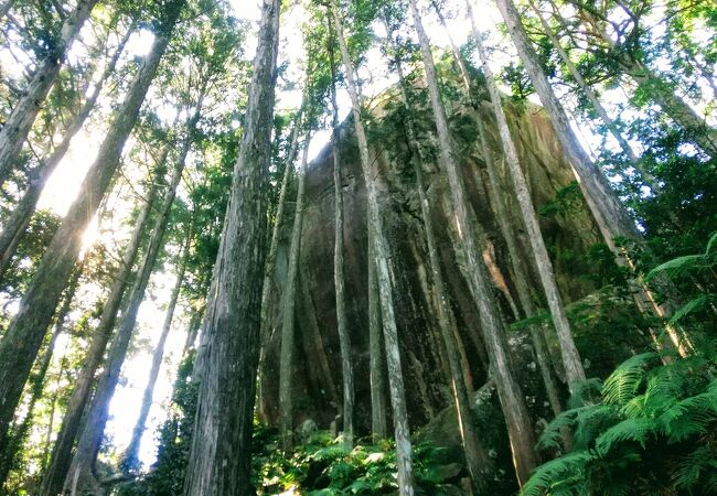 なかなかの急登です