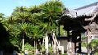 確かに「大ソテツ」でした。