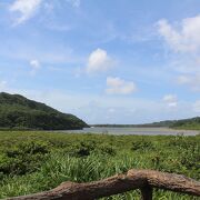 展望台で眺めた後、歩いて木を見てみよう