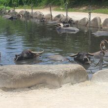 水牛の池