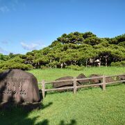 大きなリュウキュウマツ