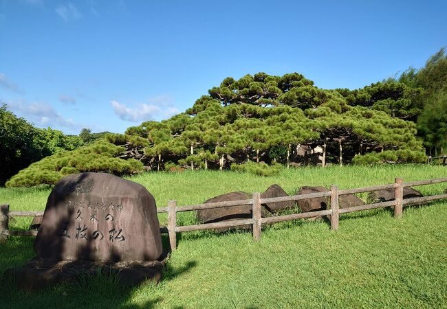 大きなリュウキュウマツ