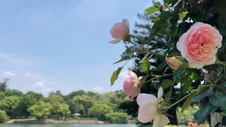 蜻蛉池(とんぼいけ)公園