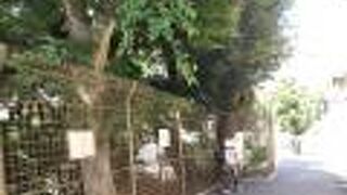 蛍の影はない・・・