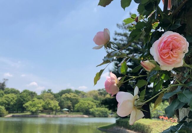 薔薇と紫陽花の季節が素晴らしい