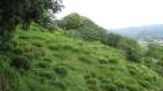 斜面を利用したツツジ園でした。