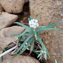 展望台からお釜の前までの道で見つけた小さな花。