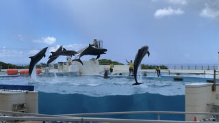 オキゴンドウクジラのダイナミックなジャンプに感動しました