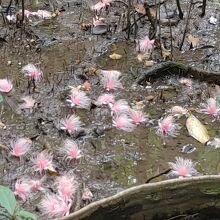 落ちたサガリバナの花