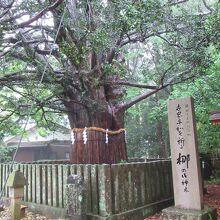 樹齢1000年のナギの御神木