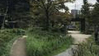 草ぼうぼうです