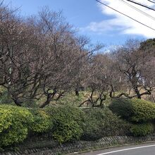 京王百草園梅まつり