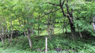 美しい「大曲のもみじ」の紅葉が楽しみです