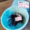 伊勢海老
