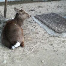 フェリー乗り場を出てすぐ、休んでる鹿がお出迎え