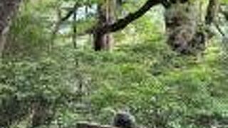 空中で手をつなぐ夫婦杉