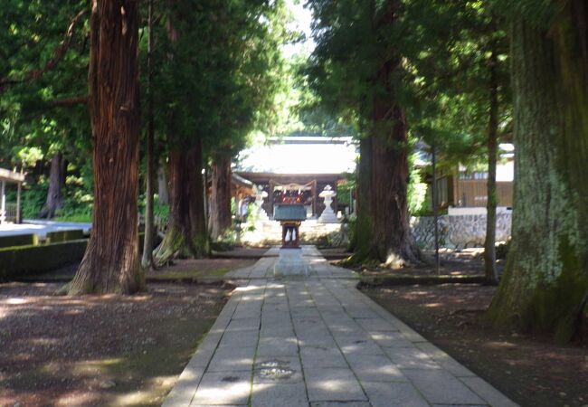 杉の巨木が生い茂る参道が社殿まで続いていました