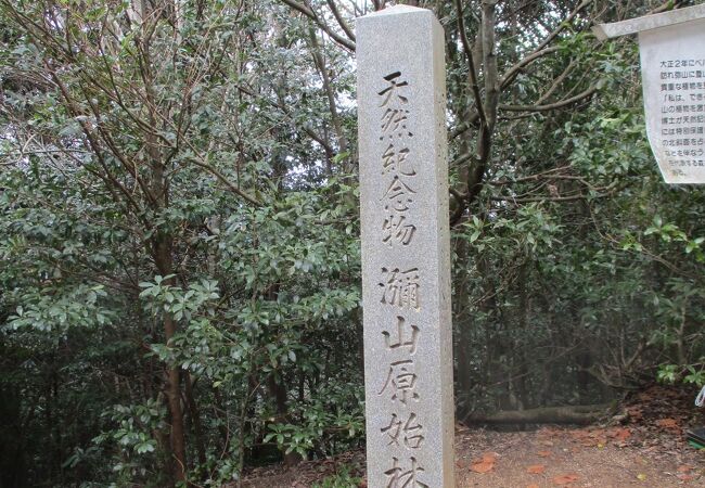 宮島で見られる針葉樹と広葉樹