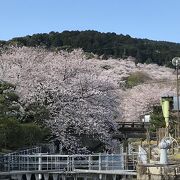 琵琶湖疏水は山科疎水ととも桜の名所
