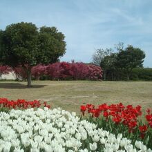 虹の花壇（3月下旬）