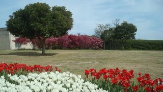 花がきれいな海の中道海浜公園