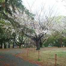 3月下旬の桜