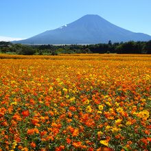 富士山とのコラボ、黄花コスモス、あっぱれ！