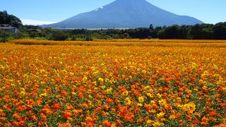 季節の花と富士山との絶妙のコラボ、必見！