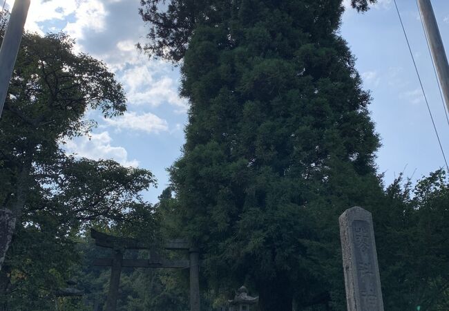 樹齢1500年の神代杉